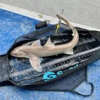 Seadra Weigh and Measure Sling 80cm